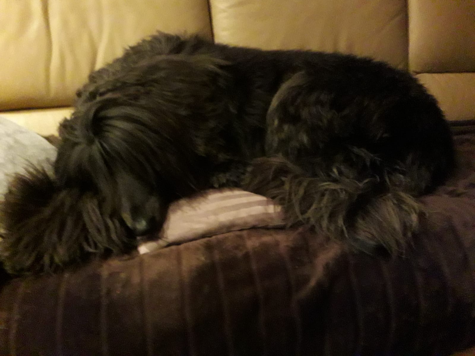 Afghanen-Rüde: Pete